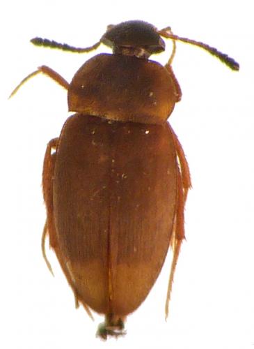 Réf. 180 285 : Catops sp.